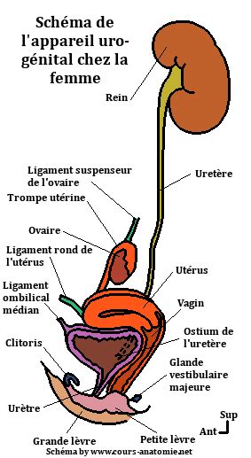 Lurètre chez lhomme et chez la femme (anatomie,。